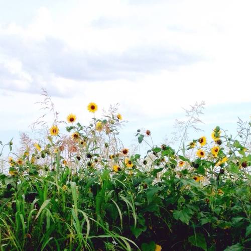 sunflowers in frisco